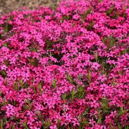 🌱Excellent Ground Cover✨Creeping Phlox Seeds