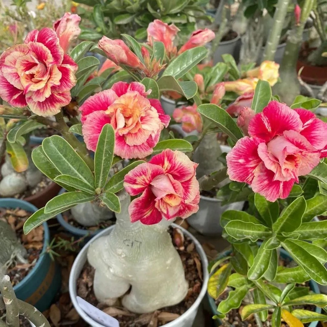 🌵 Bulbes de Rose du Désert - Une Perle Exotique pour Votre Jardin🌸
