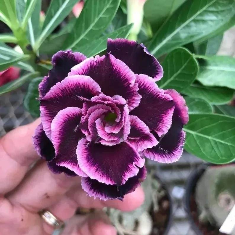 🌵 Bulbes de Rose du Désert - Une Perle Exotique pour Votre Jardin🌸