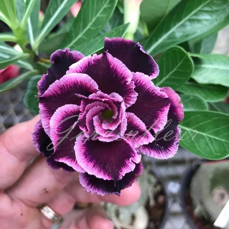 50 % de réduction sur les graines de rose du désert