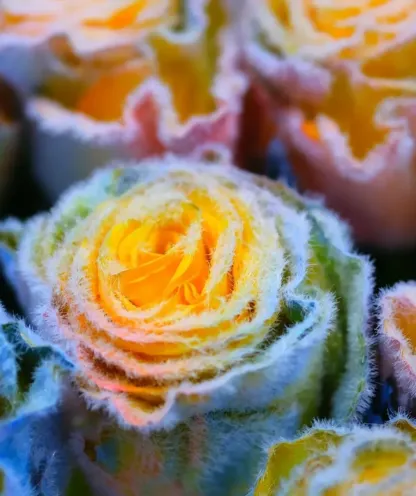 🌈 Graines de rose givrée arc-en-ciel – Ajoutez une touche de magie givrée à votre jardin ! 🌹