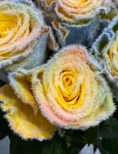 🌈 Graines de rose givrée arc-en-ciel – Ajoutez une touche de magie givrée à votre jardin ! 🌹