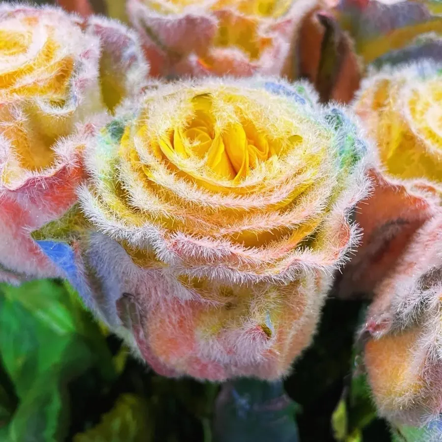 🌈 Graines de rose givrée arc-en-ciel – Ajoutez une touche de magie givrée à votre jardin ! 🌹