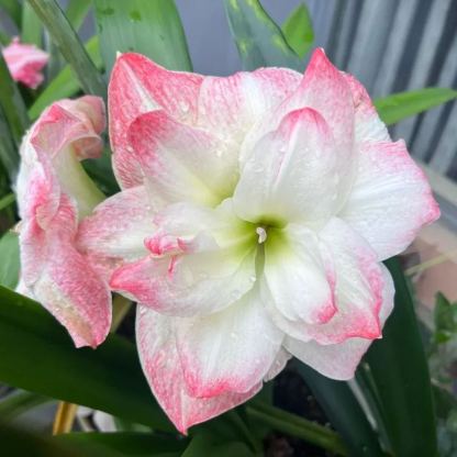 ✨ Éclosion Royale - Bulbes d'Amaryllis Magiques 🌷