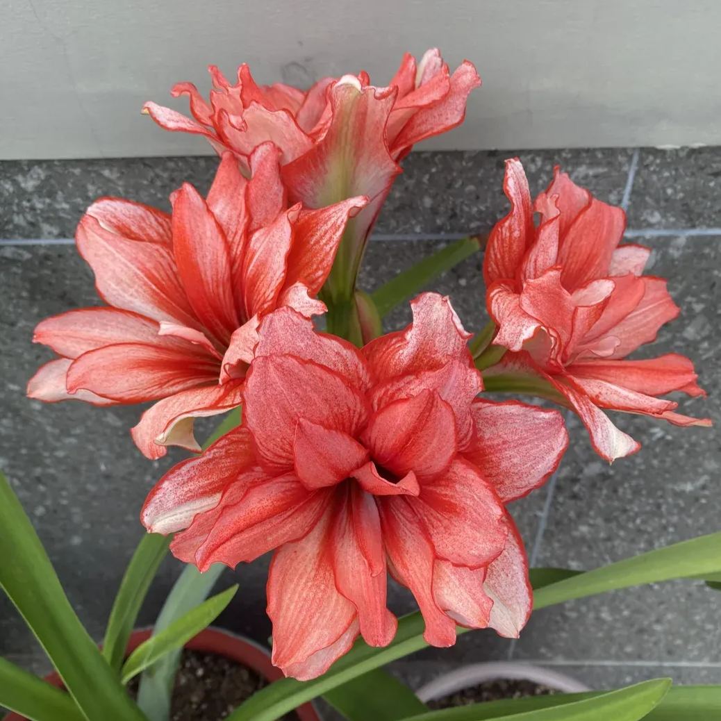 ✨ Éclosion Royale - Bulbes d'Amaryllis Magiques 🌷