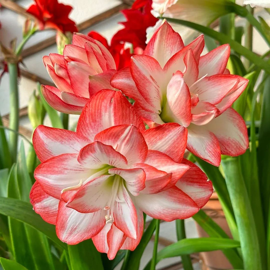 ✨ Éclosion Royale - Bulbes d'Amaryllis Magiques 🌷