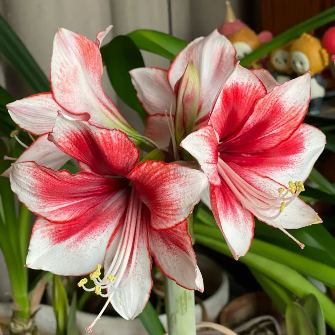 ✨ Éclosion Royale - Bulbes d'Amaryllis Magiques 🌷