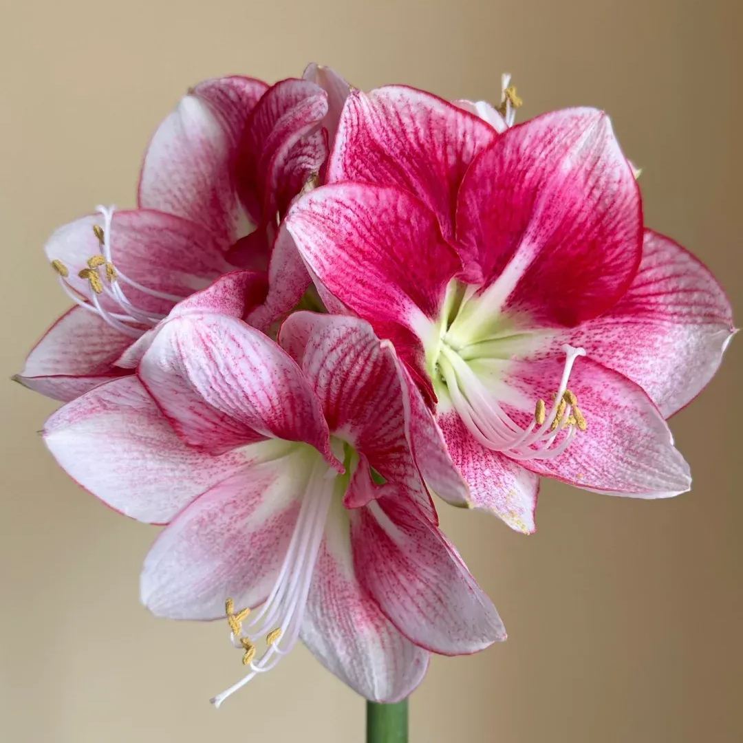 ✨ Éclosion Royale - Bulbes d'Amaryllis Magiques 🌷