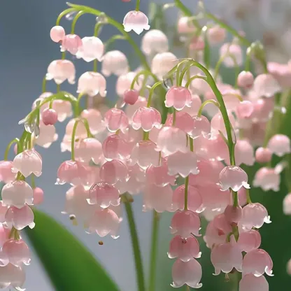 Graines de Muguet Cristal Coloré - La Magie du Jardin Enchanté