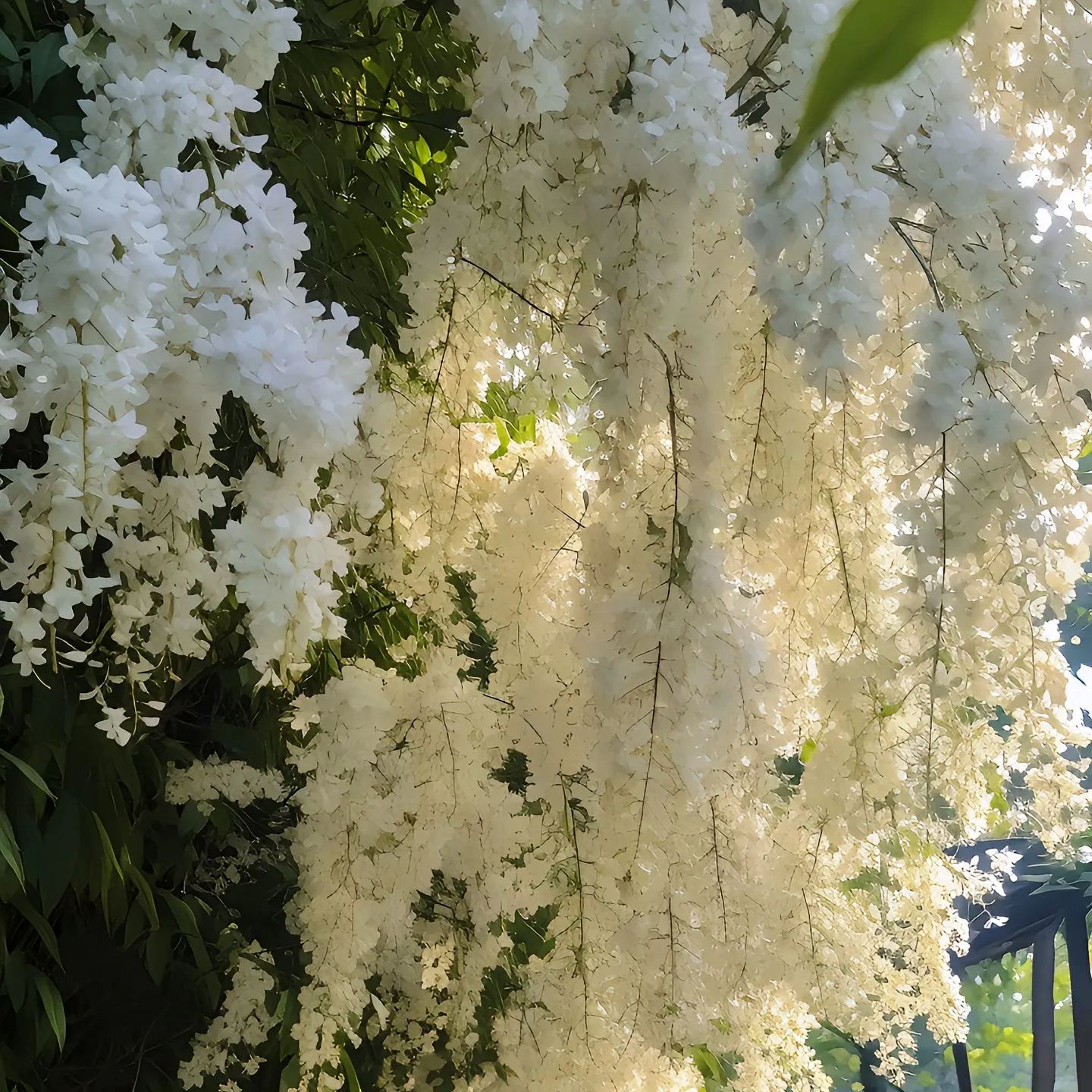 Série Jasmin🌾🤍 Jasmin Pleureur, Jasmin en Panier Suspendu, Jasmin en Pot, Jasmin Grimpant sur Mur