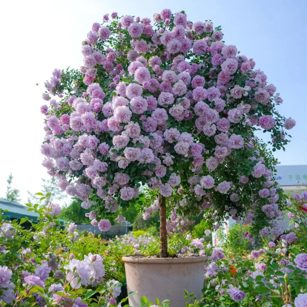 LAST DAY 70% OFF -LOLLIPOP ROSE🌺🍭