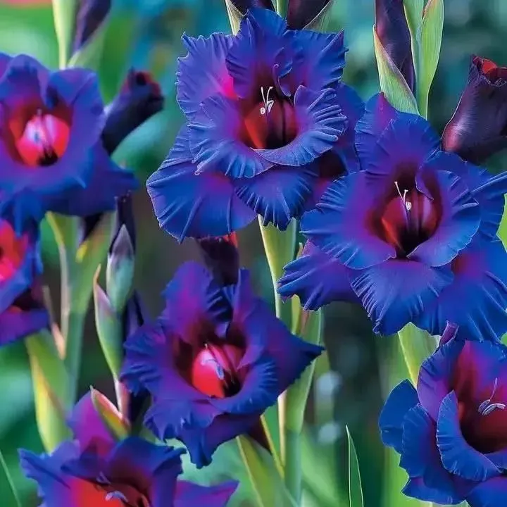 Rainbow Gladiolus Corms🌺