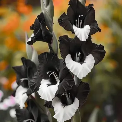 Rainbow Gladiolus Corms🌺