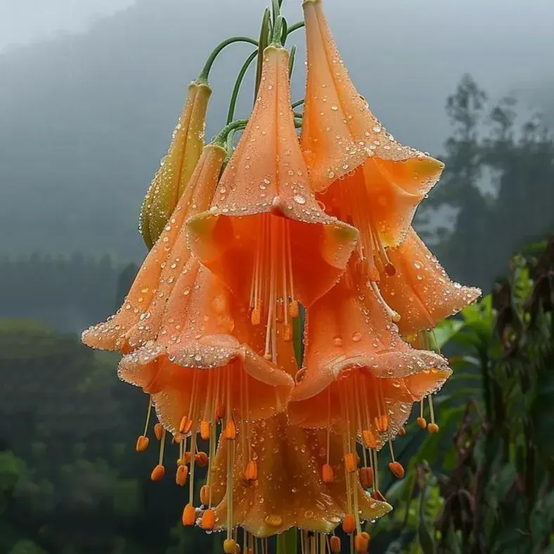 🌸 Datura (trompette d'ange) – Audacieuse, exotique et enchanteresse