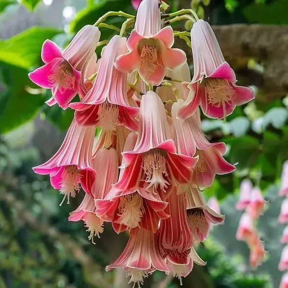 🌸 Datura (trompette d'ange) – Audacieuse, exotique et enchanteresse