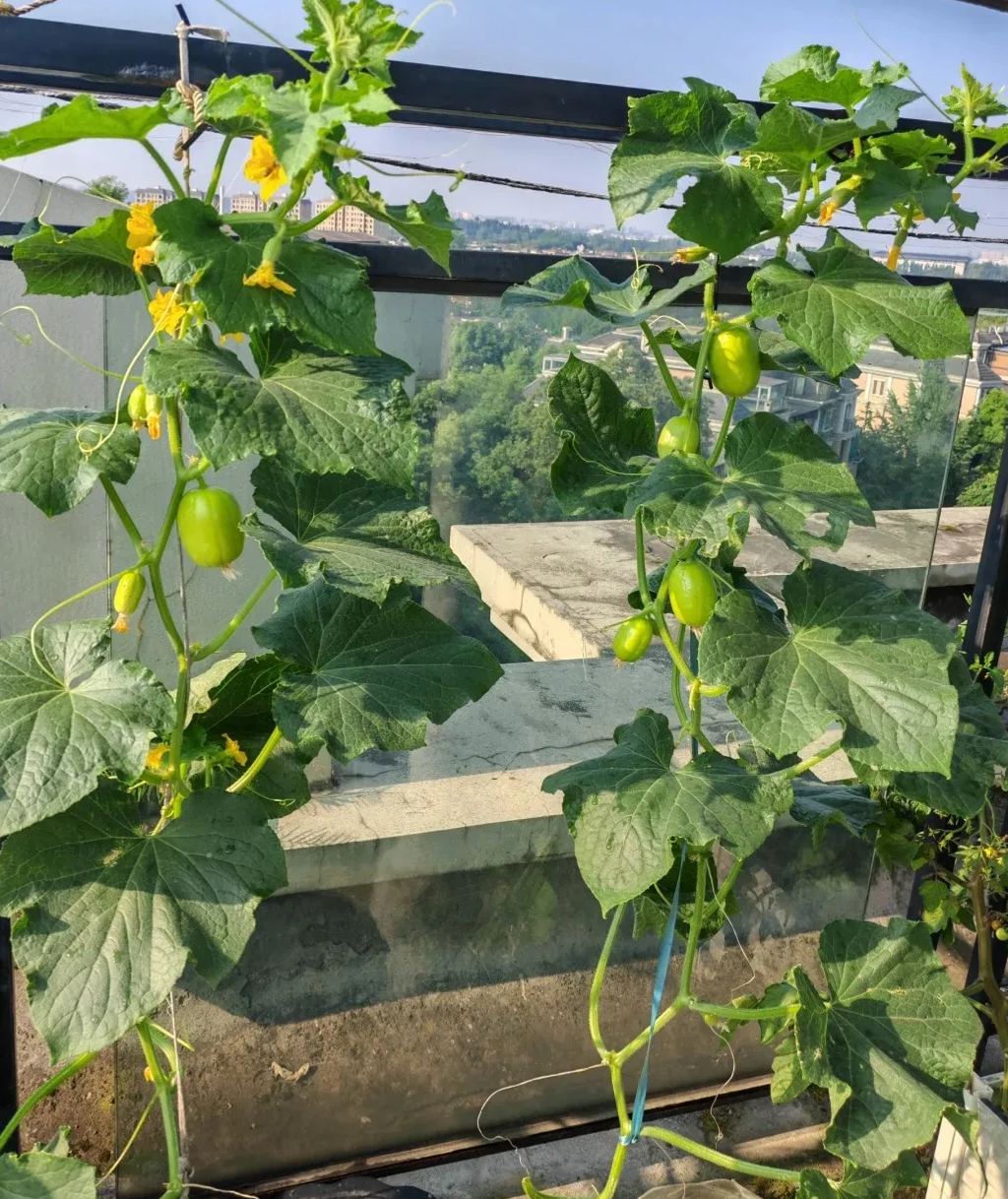 🌱Graines de concombre🌿✨