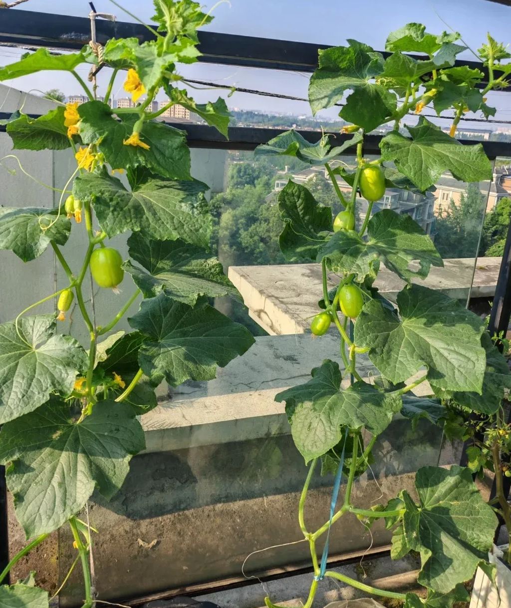 🌱Graines de concombre🌿✨