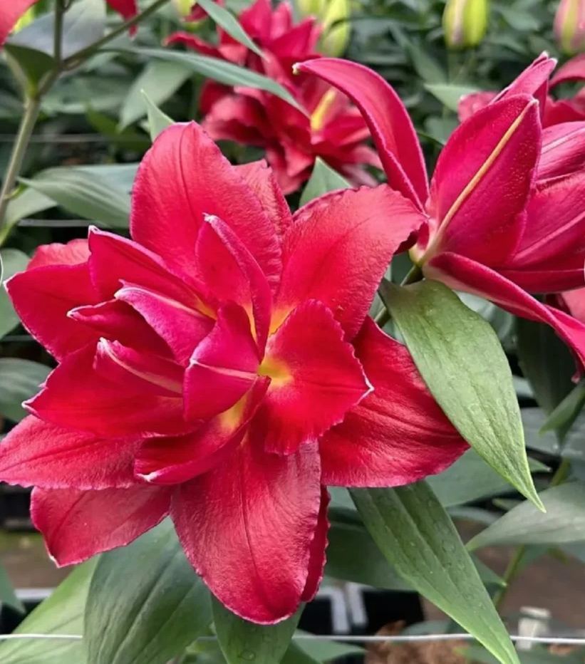 🔥 Entretien facile 🎁 Bulbes de lys roses