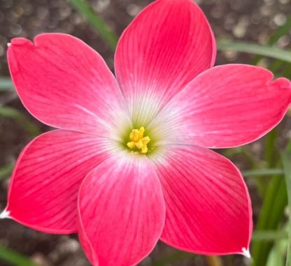 Wind And Rain Orchid Seed Bulbs