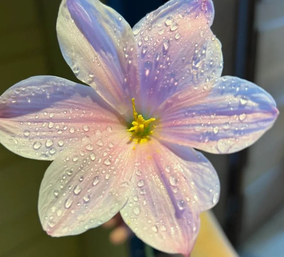 Wind And Rain Orchid Seed Bulbs