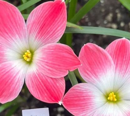 Wind And Rain Orchid Seed Bulbs