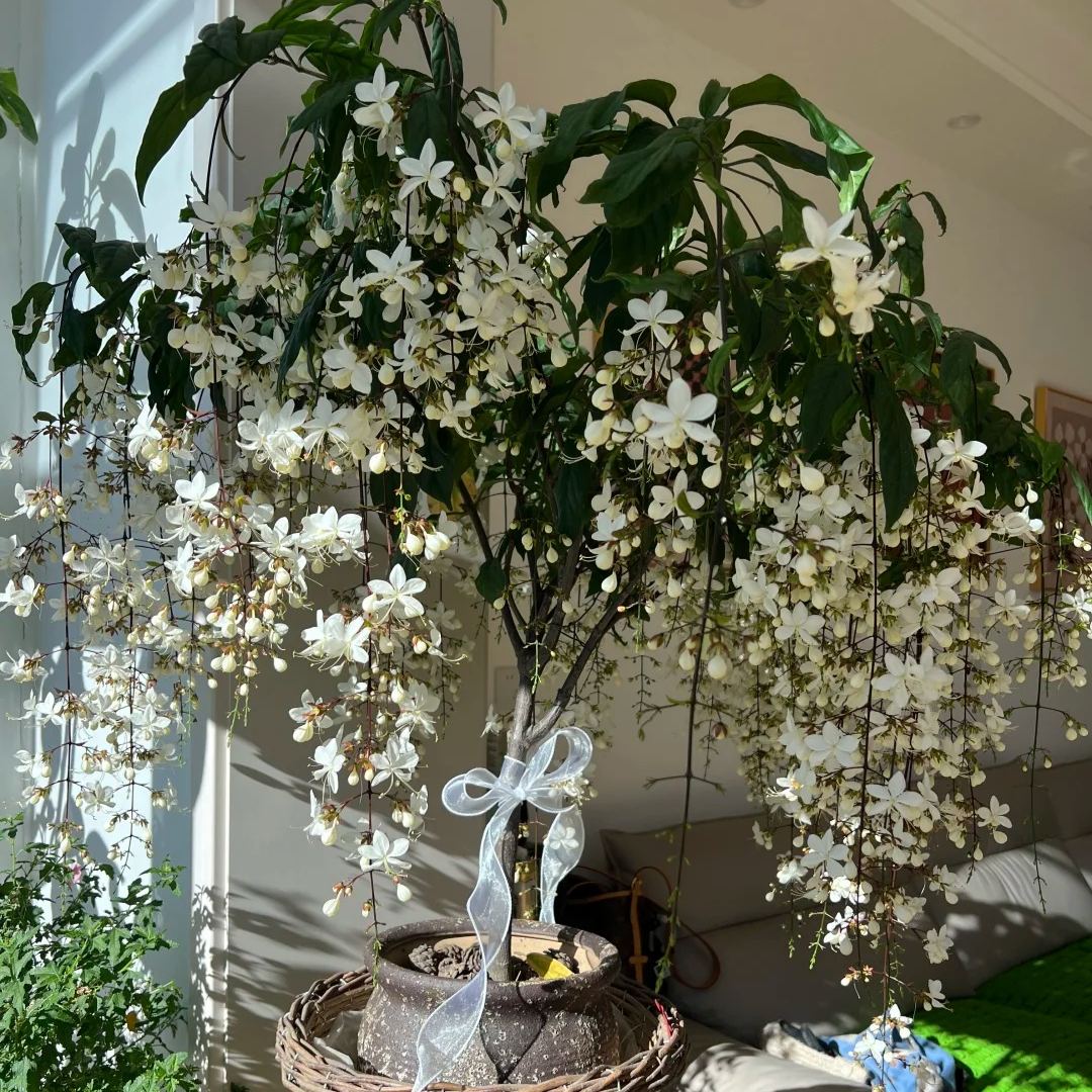 Sélection de la Collection Jasmin 🪴🤍 Jasmin Pleureur, Jasmin en Panier Suspendu, Jasmin en Pot, Jasmin Grimpant sur Mur