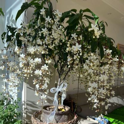 Sélection de la Collection Jasmin 🪴🤍 Jasmin Pleureur, Jasmin en Panier Suspendu, Jasmin en Pot, Jasmin Grimpant sur Mur