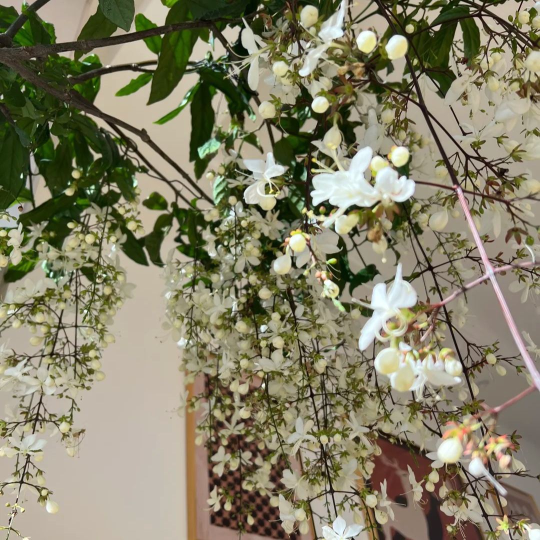 Sélection de la Collection Jasmin 🪴🤍 Jasmin Pleureur, Jasmin en Panier Suspendu, Jasmin en Pot, Jasmin Grimpant sur Mur