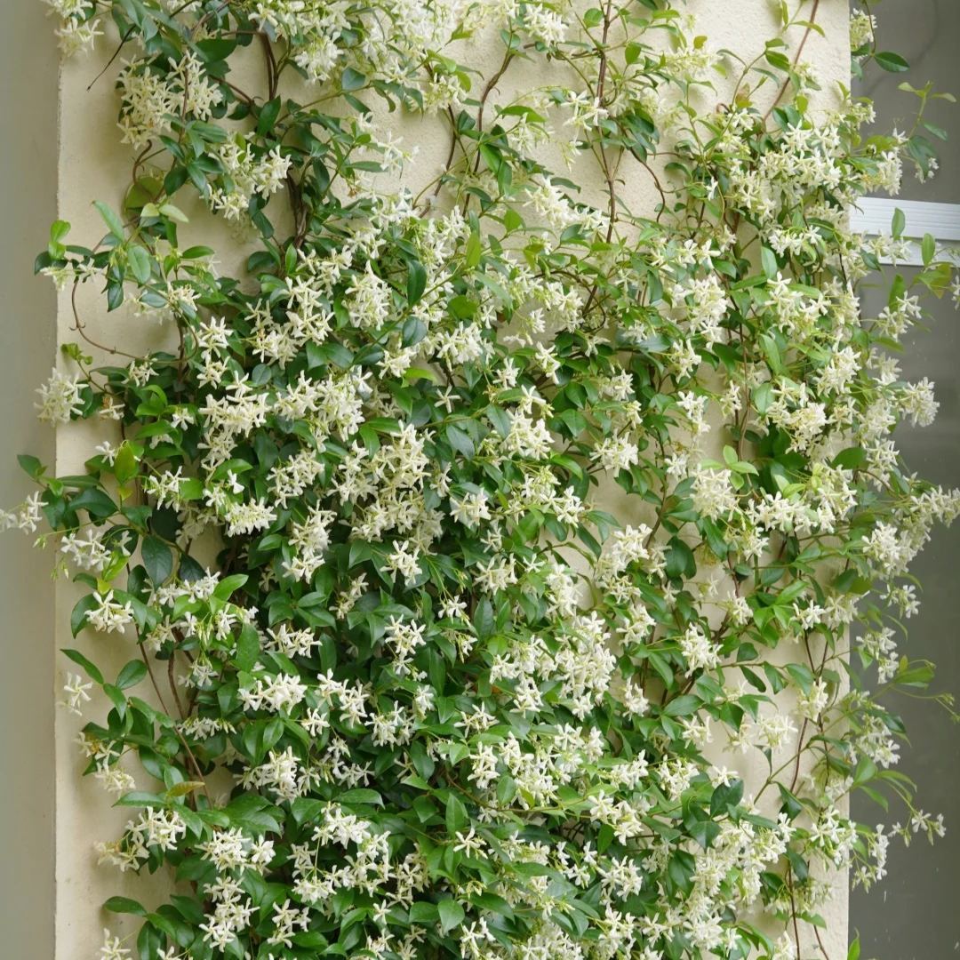 🪴Sélection de la Collection Jasmin 🤍 Jasmin Pleureur, Jasmin en Panier Suspendu, Jasmin en Pot, Jasmin Grimpant sur Mur