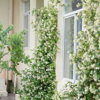 🪴Sélection de la Collection Jasmin 🤍 Jasmin Pleureur, Jasmin en Panier Suspendu, Jasmin en Pot, Jasmin Grimpant sur Mur