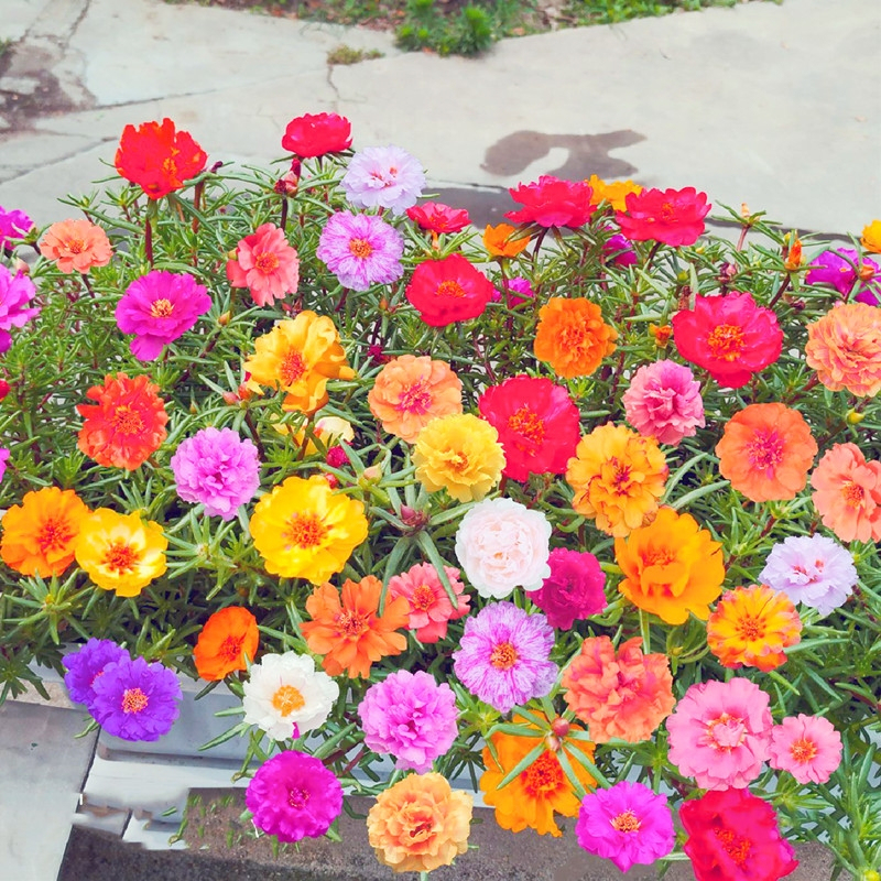 🎁⏰50% de Réduction 🔥Rose de mousse