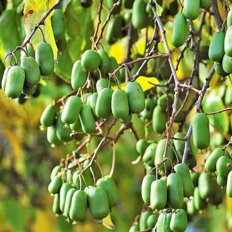 🔥30% de Réduction🥝🥝Graines de Kiwaï