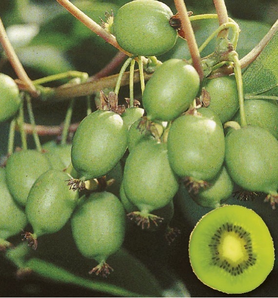 🔥30% de Réduction🥝🥝Graines de Kiwaï