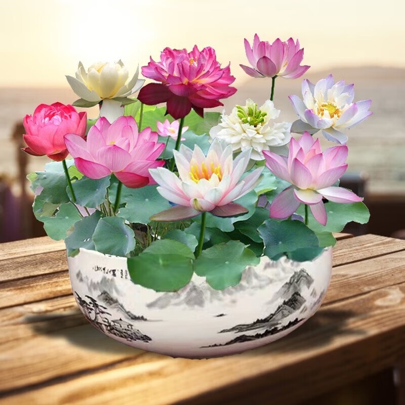  🎁⏰Les graines de nénuphar