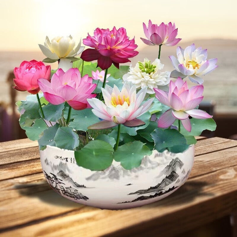  🎁⏰Les graines de nénuphar