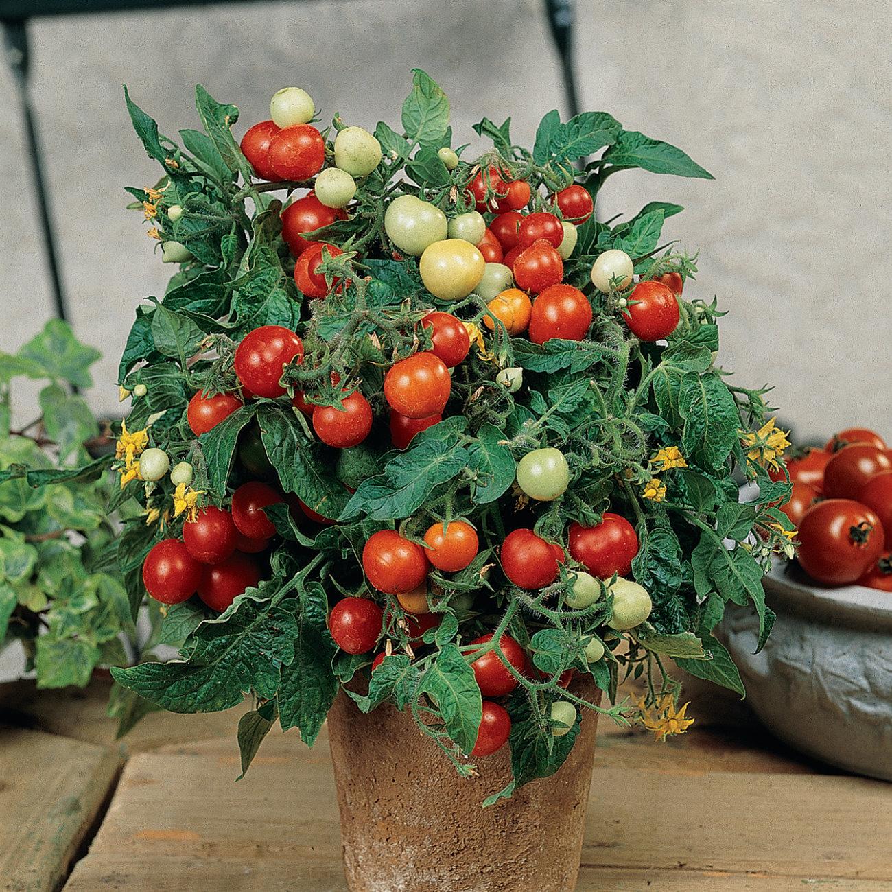 ⏰🔥50% de Réduction 🍅Les tomates naines