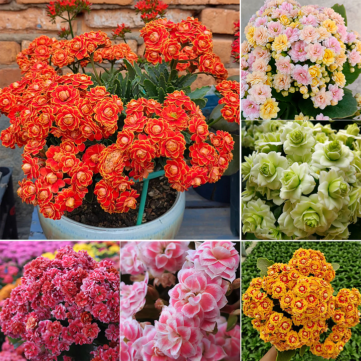 Graines de Kalanchoe - Longévité 🌸