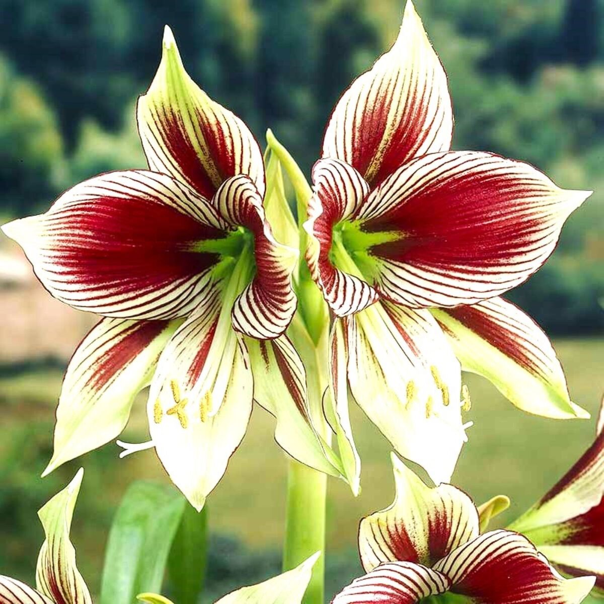 ✨ Éclosion Royale - Bulbes d'Amaryllis Magiques 🌷