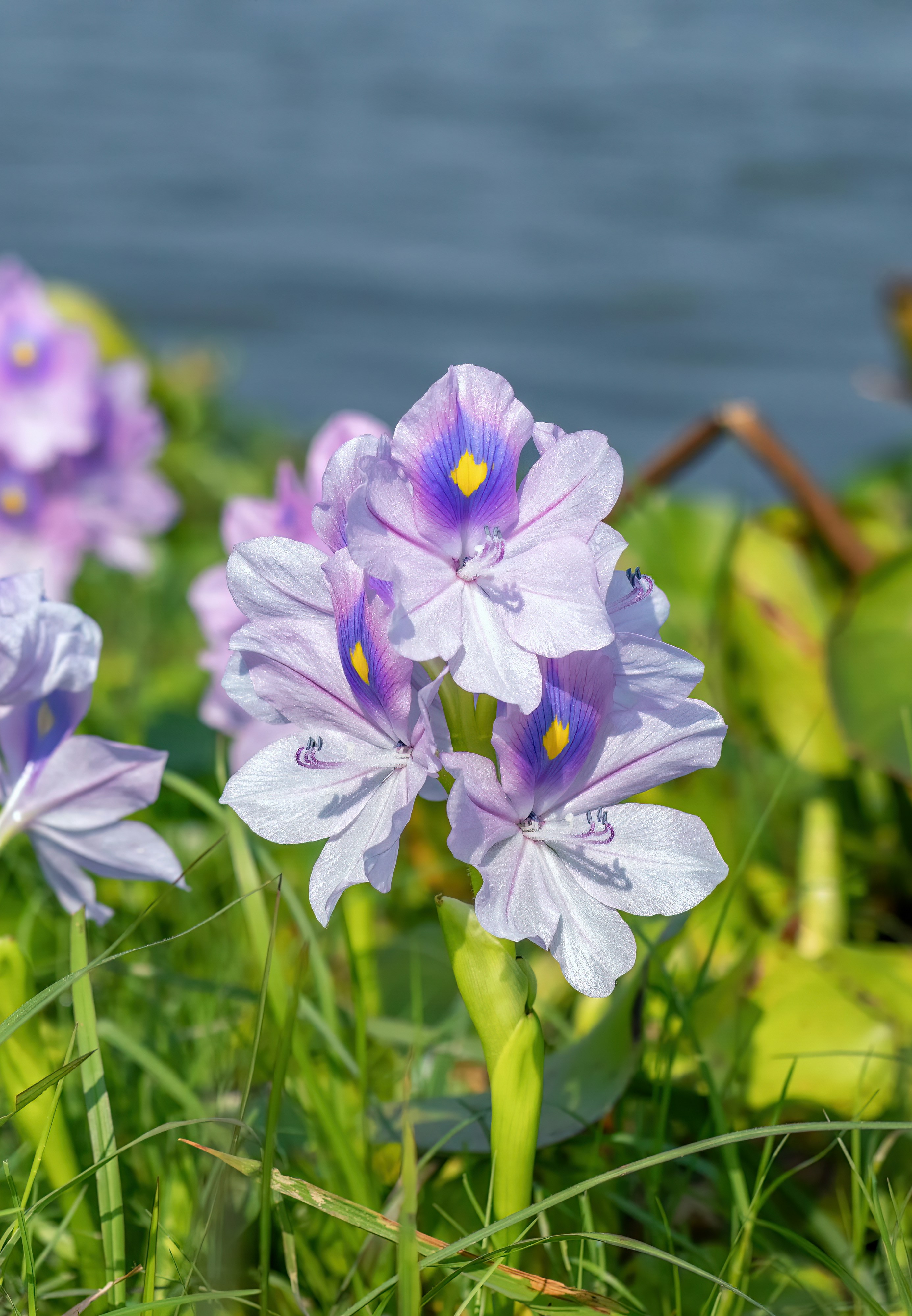 🔥30% de Réduction 🦚🦚Graines de Jacinthe d'Eau