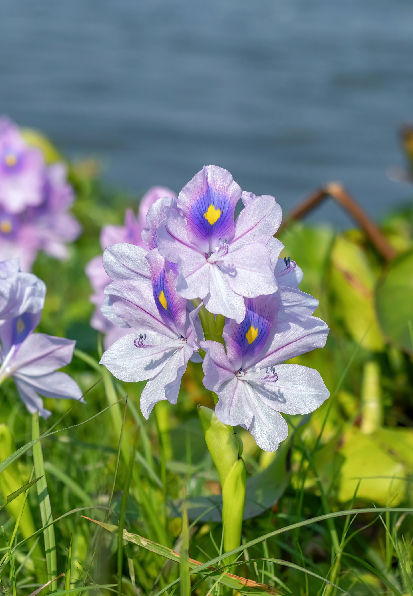🔥30% de Réduction 🦚🦚Graines de Jacinthe d'Eau
