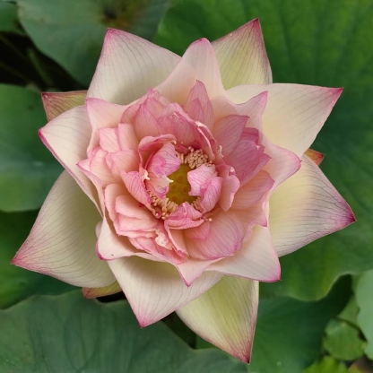 🔥 50% de Réduction 🎁⏰Les graines de nénuphar