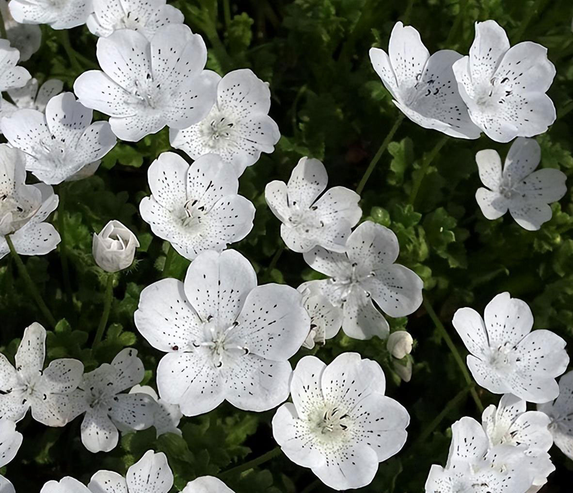 Graines de Baby Blue Eyes