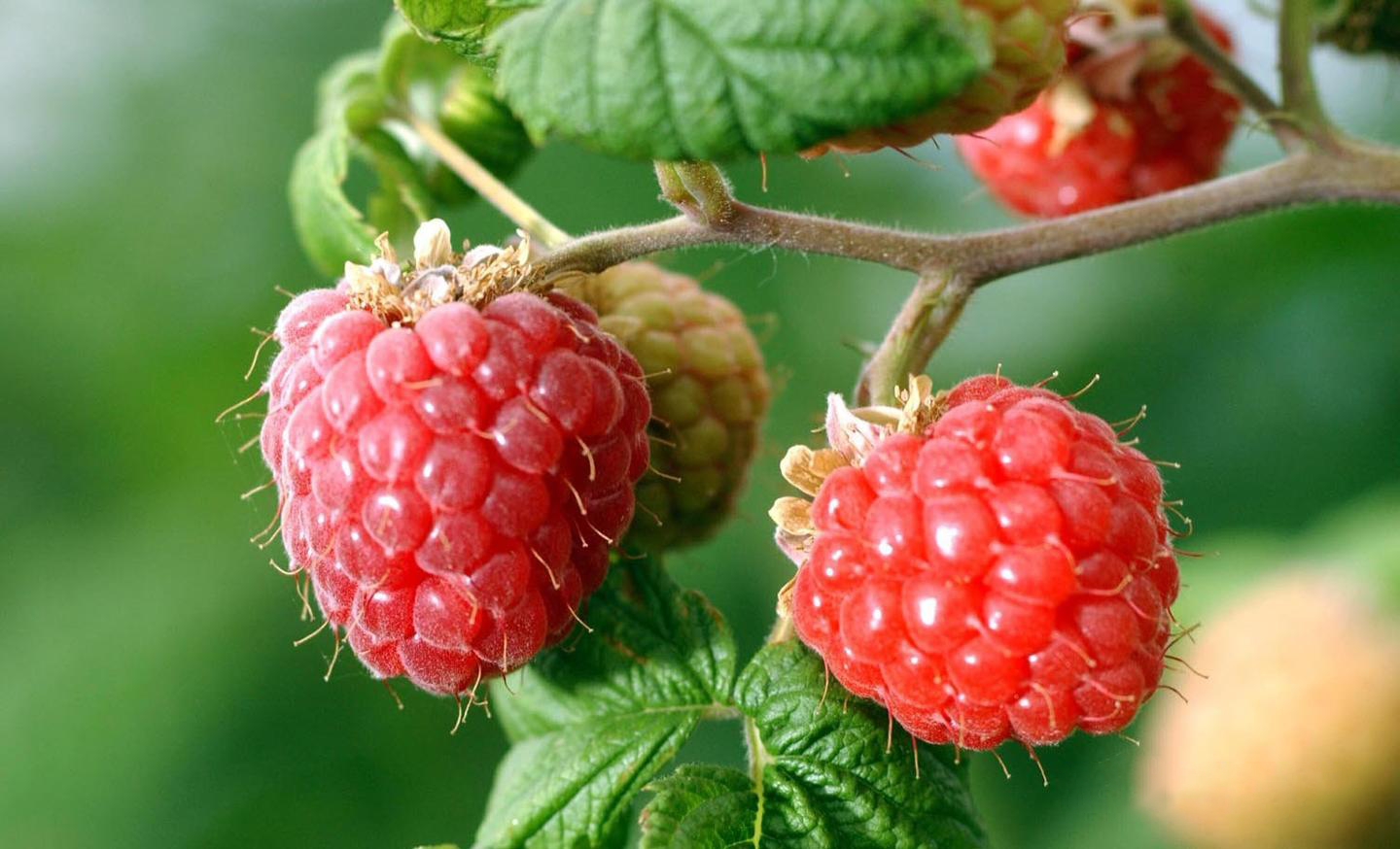 La Perle Écarlate des Jardins Français