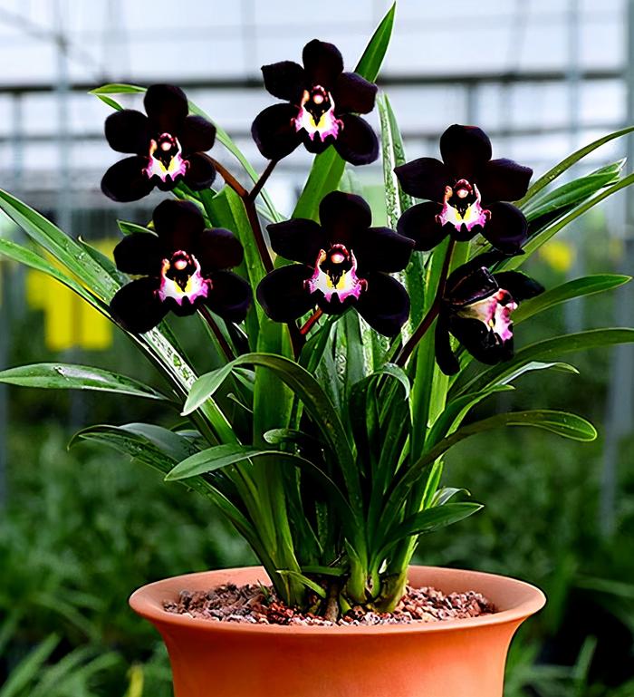 Graines de Fleur d'Orchidée Noire - Graines d'orchidée rare