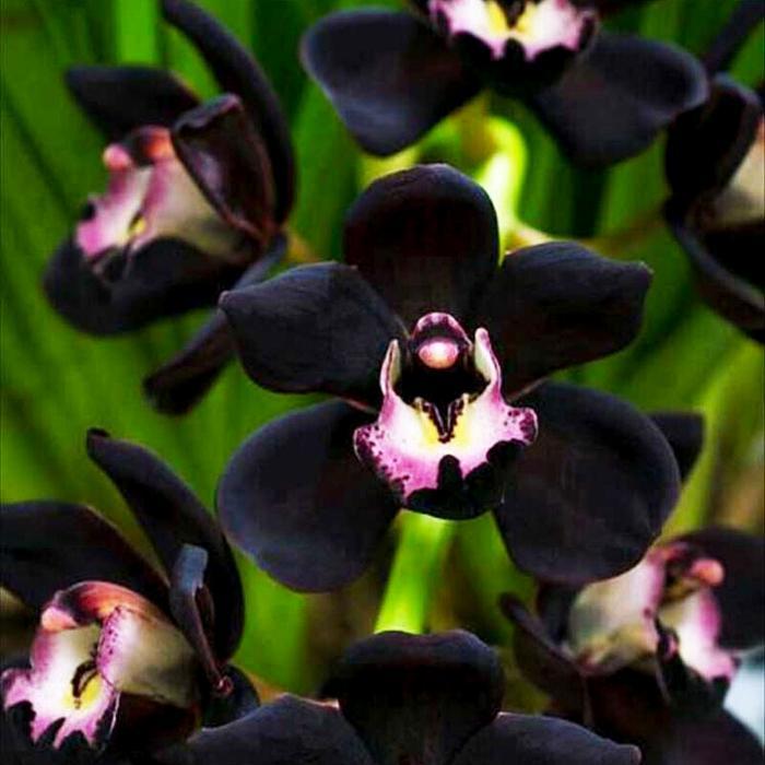 Graines de Fleur d'Orchidée Noire - Graines d'orchidée rare