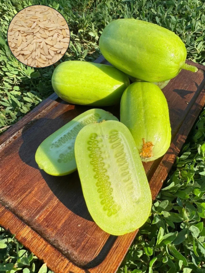 🌱Graines de concombre🌿✨