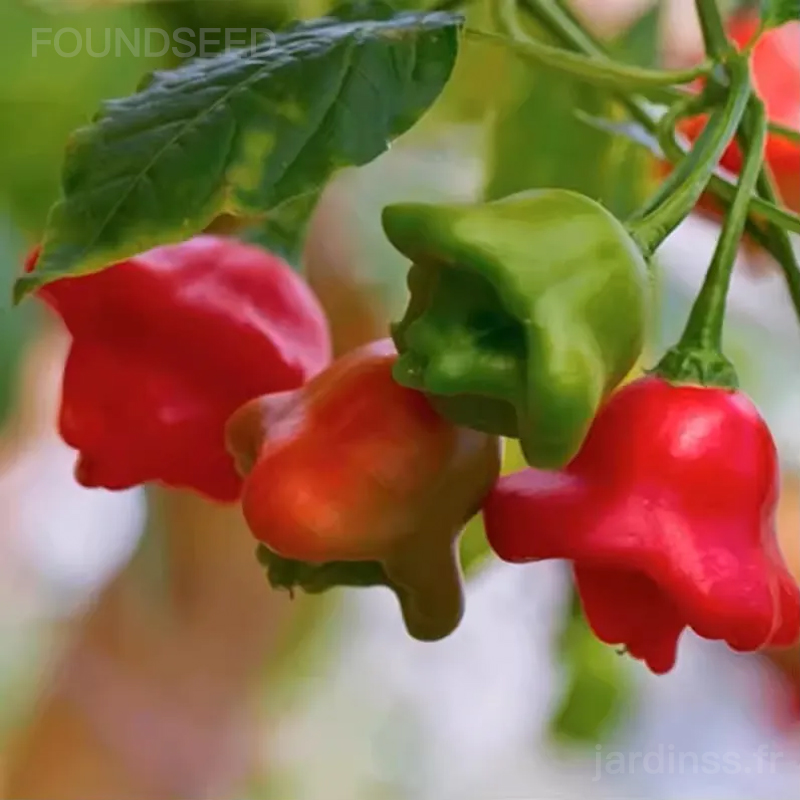 🎁50% de Réduction🌶️🌶️Graines de Piment Campanule