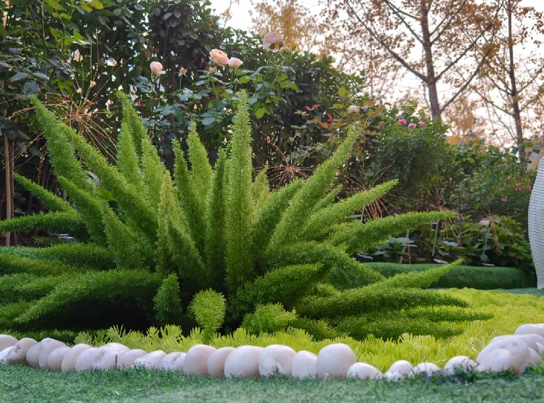 🪴Yearround evergreen🌿Foxtail seeds🍀Elegant and easy to maintain