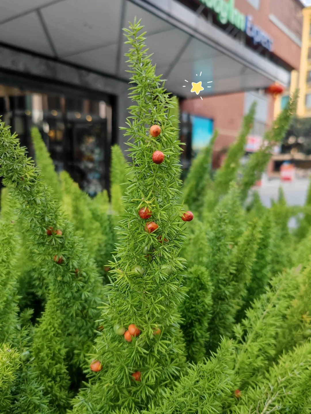 🪴Yearround evergreen🌿Foxtail seeds🍀Elegant and easy to maintain