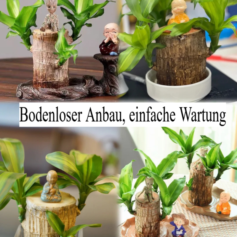 🎁Glückssymbol🪴Brasilianisches Holz🍀Die besten Grünpflanzen zum Wach